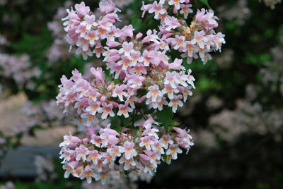 Kolkwitzia amabilis - kolkwitzie krásná - květenství1